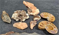 Raw Crystals & Fossilized Shells