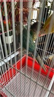 Pair-Turquoise Yellowsided Conures- 2020 Proven