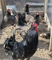 3 Hens,1 Rooster-Double Laced Barnevelders 2023 ha