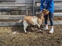Nanny-Fainting Goat-Should be bred, was registered