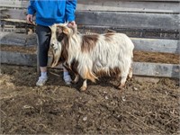 Buck-Silky Fainting Goat-Excellent breeder & faint