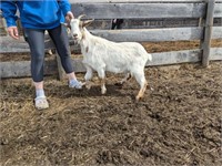 Nanny-Fainting Goat-Should be bred, was registered