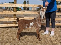Buckling-Nubian Goat-Was Bottle fed