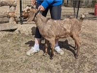 Buckling-Nubian Goat