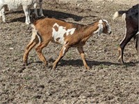 Doeling-Nubian Goat