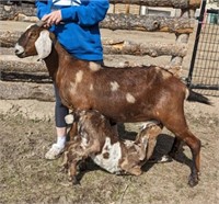 Nanny & Doeling-Nubian Goats-Purebred herd