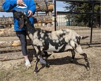 Nanny-Nubian Goat-Milking, purebred