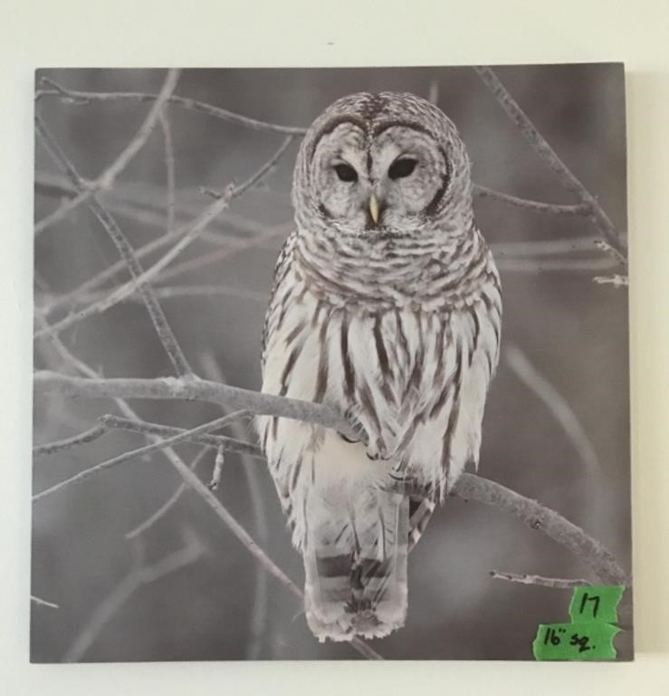 Owl canvas