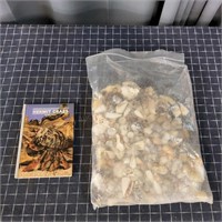 R3 50+pc sea shells hermit crab Book