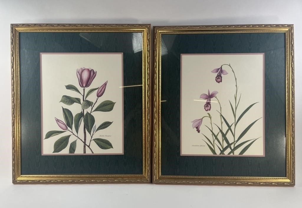 Two Framed Botanical Prints