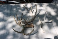 4 SHED ANTLERS