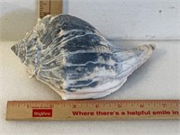 Large coch shell