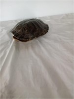 Is turtle shell