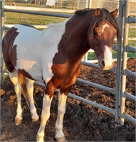 (NSW) BOBBY - RIDING PONY GELDING