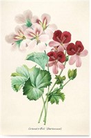 Vintage Floral Postcard summer, Gardening &