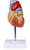 Walter Products B10405 Human Heart Model, Life