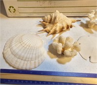 Shells and Coral pieces