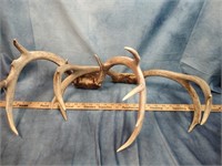 (2) Deer Antler Sets