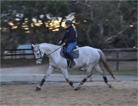 (SA) BENSON - WARMBLOOD X TB GELDING