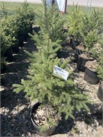 Norway Spruce 2ft trees