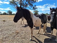 (VIC) COLOURED MARE