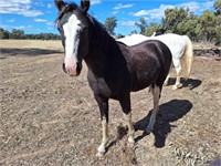 (VIC) LARGE PONY COLT