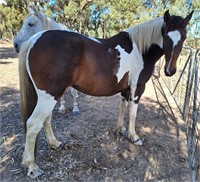 (VIC) DRAUGHT X TB FILLY