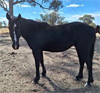 (VIC) WARMBLOOD X TB MARE