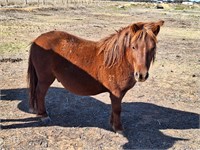 (VIC) SHETLAND GELDING