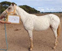 (SA) IVY - APPALOOSA FILLY