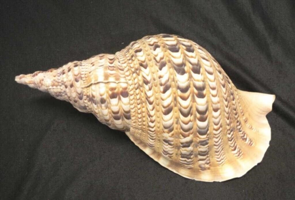 Large triton trumpet seashell