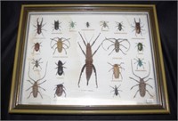 Framed display of preserved PNG beetles