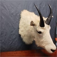 Mountain Goat Taxidermy - Ears**