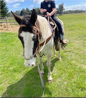 (VIC) WILLOW - PAINT GELDING