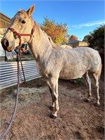 (NSW) SNOWY - ARAB X MARE