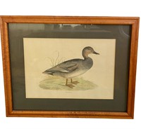 Framed Vintage Gadwall Duck Colored Lithograph
