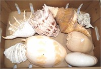 Collection of various sea shells