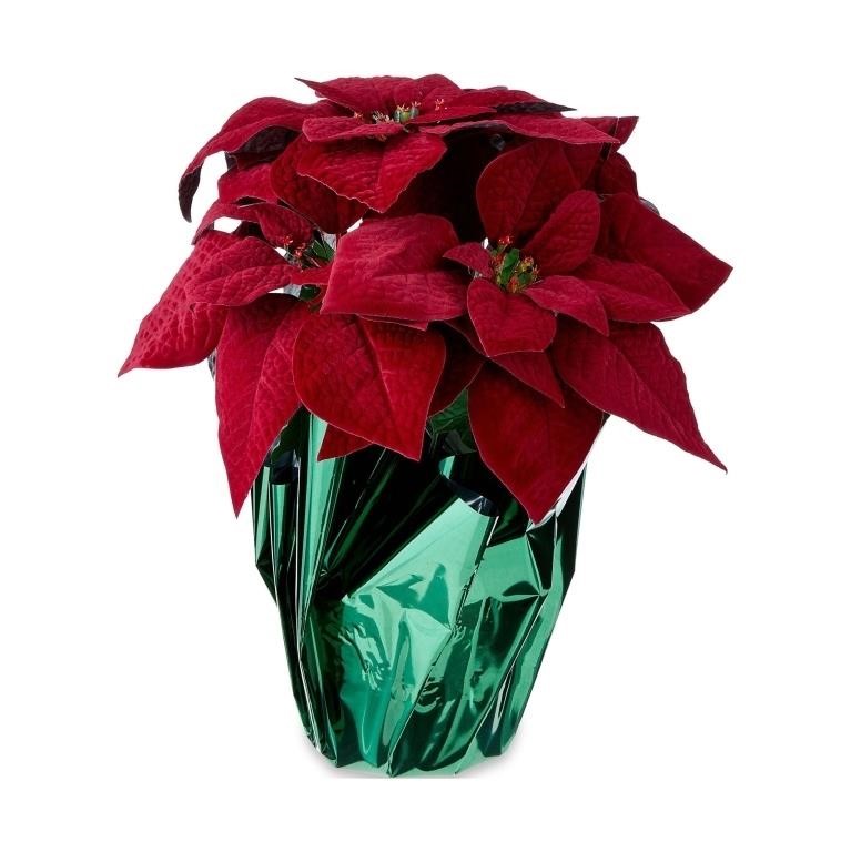 SM3087  Holiday Time Red Velvet Poinsettia Pot 15