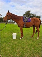 (VIC) REX - THOROUGHBRED GELDING