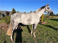 (VIC) ALASKA - IRISH SPORT HORSE MARE