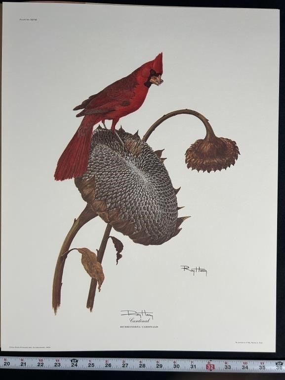 Autographed "Cardinal" by Ray Harm