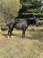 (VIC) TUESDAY - WARMBLOOD X TB MARE