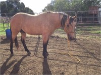 (NSW) TIME TO ROC N ROLL - QH COLT