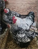 1 Dozen-Hatching Eggs-Silver Laced Wyandottes