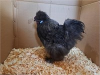 Rooster-Blue Silkie