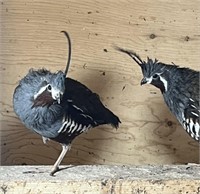 2 Unsexed-Mountain Quail-Very rare!