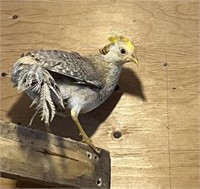 Male-Yellow Golden Pheasant-2023 hatch