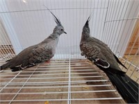 Pair-Australian Crested Doves-DNA Sexed