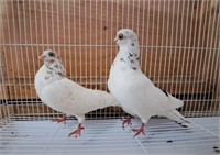 Pair-Portuguese Pigeons-Laying