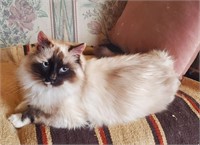 Female-Ragdoll Cat- "Poppy" Registered, Spayed